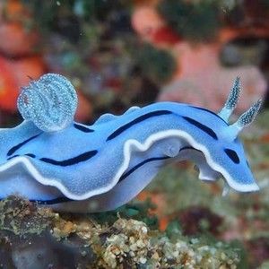 Meet your Posher, Hiro